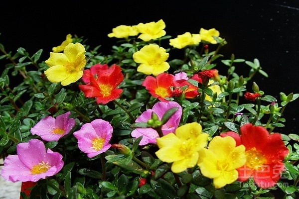 午时花图片  午时花的花语与传说