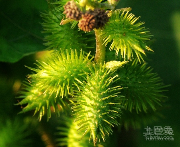 苍耳花语及相关介绍