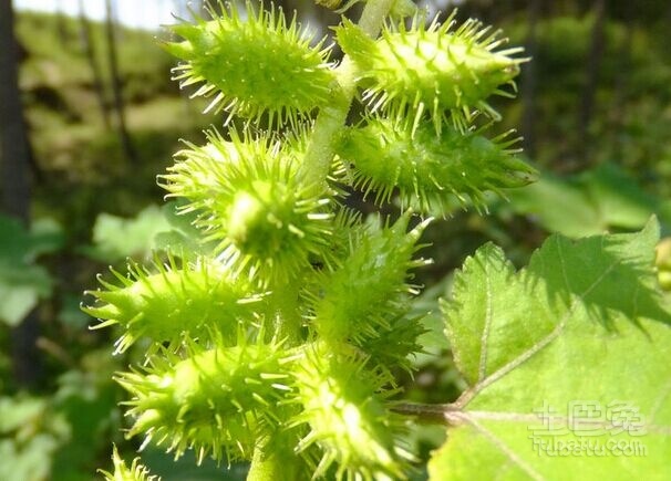 苍耳花语及相关介绍