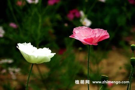 虞美人花图片大全