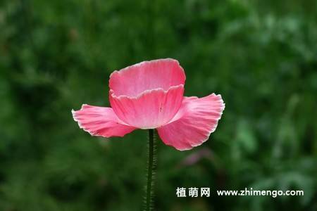 虞美人花图片大全