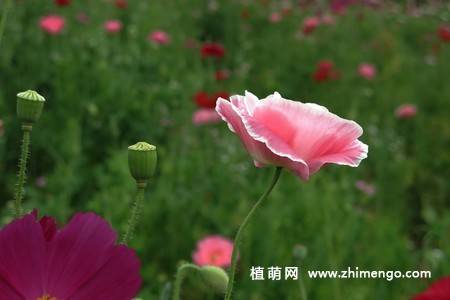 虞美人花图片大全