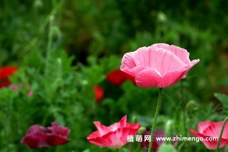 虞美人花图片大全