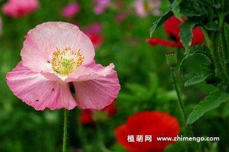 虞美人花图片大全