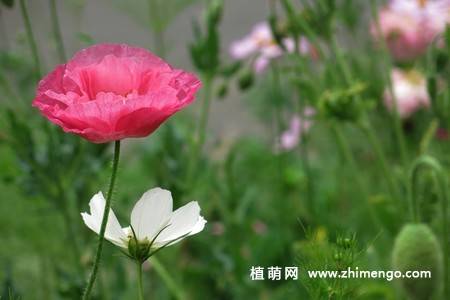 虞美人花图片大全