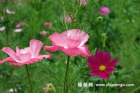 虞美人花图片大全