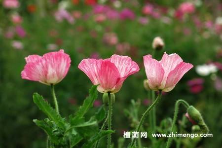虞美人花图片大全