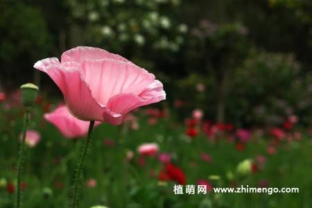 虞美人花图片大全