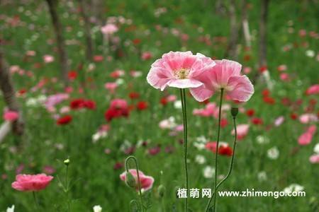 虞美人花图片大全