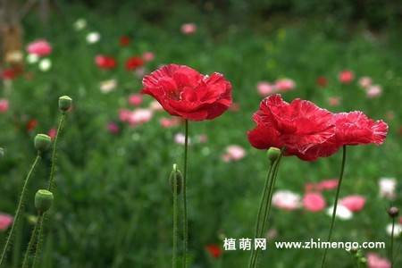 虞美人花图片大全