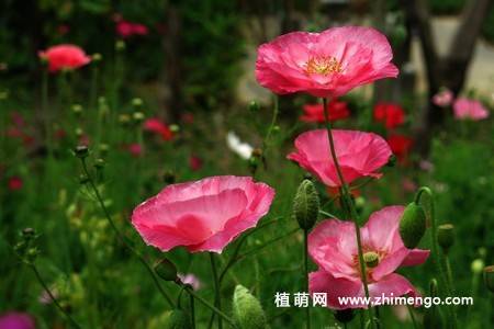 虞美人花图片大全