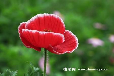 虞美人花图片大全