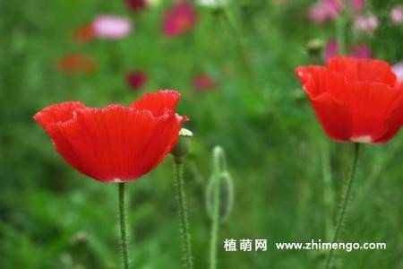 虞美人花图片大全