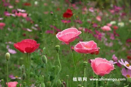 虞美人花图片大全