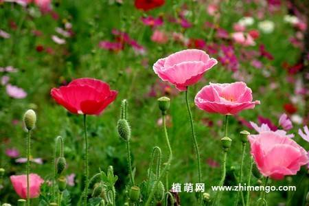 虞美人花图片大全