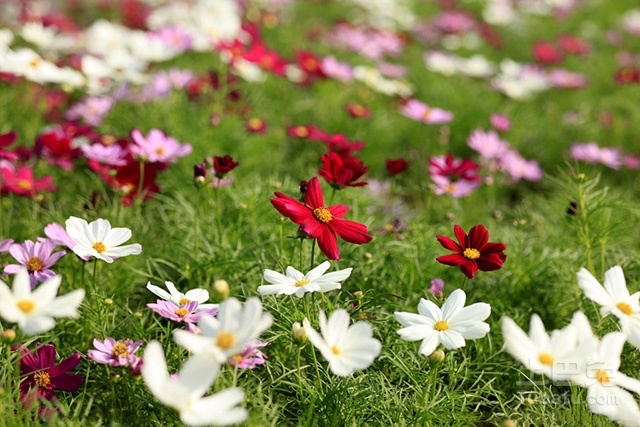 【幸福花话语】幸福花花语是什么？