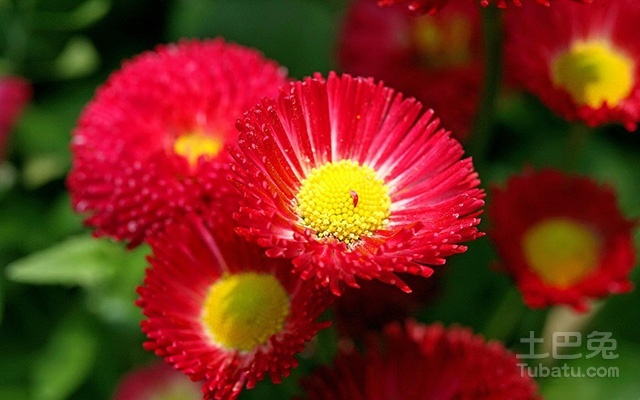 【幸福花话语】幸福花花语是什么？