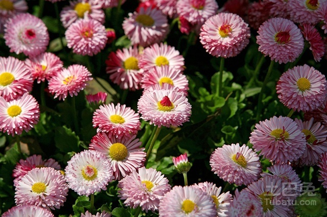 【幸福花话语】幸福花花语是什么？