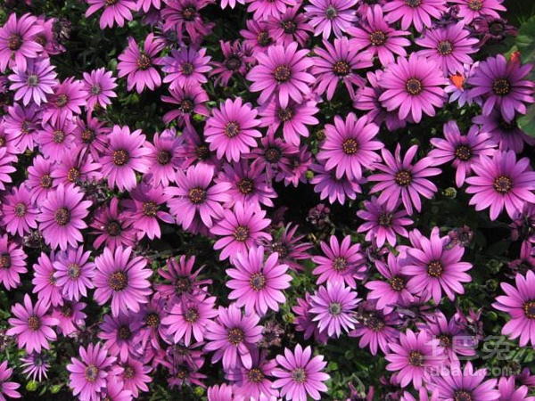 【幸福花话语】幸福花花语是什么？