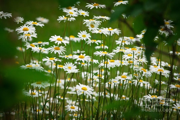 【幸福花话语】幸福花花语是什么？