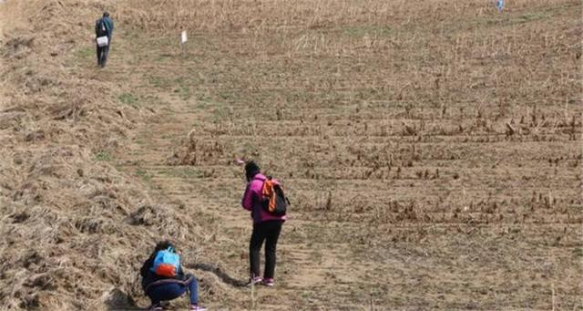 辽源市民挖野菜，300亩婆婆丁种植基地几乎被清光！