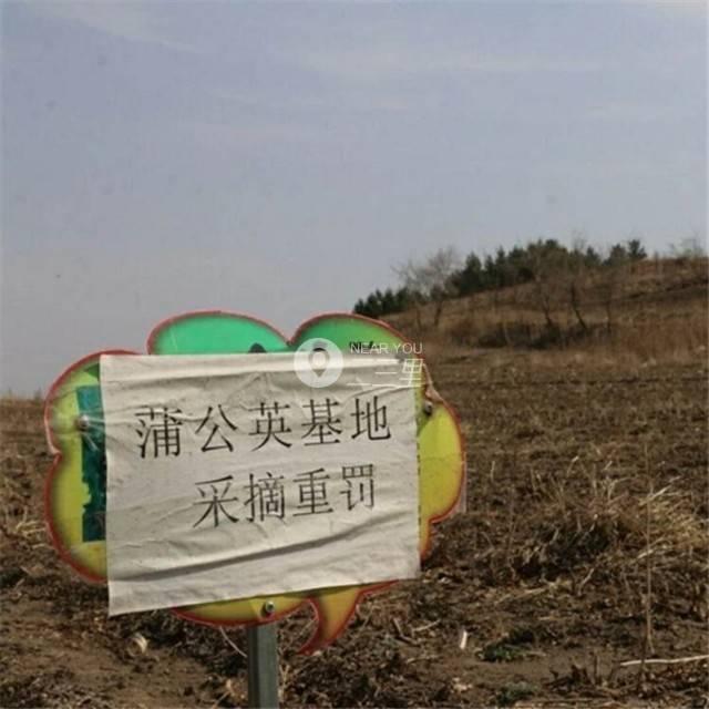 辽源市民挖野菜，300亩婆婆丁种植基地几乎被清光！