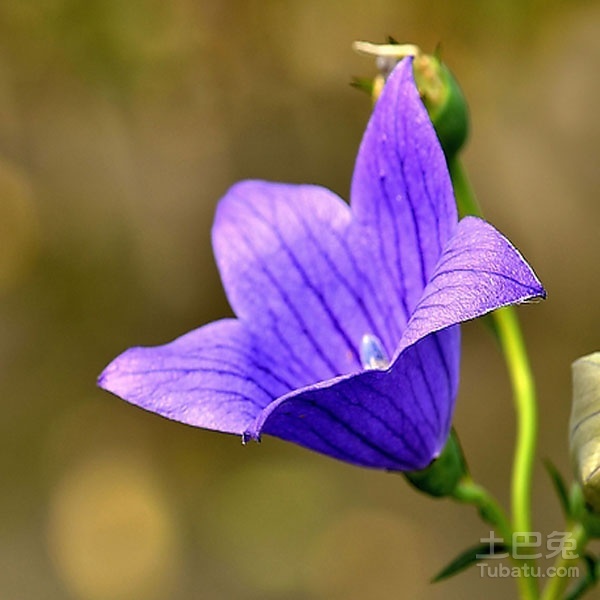小兔讲解_铃铛花的花语