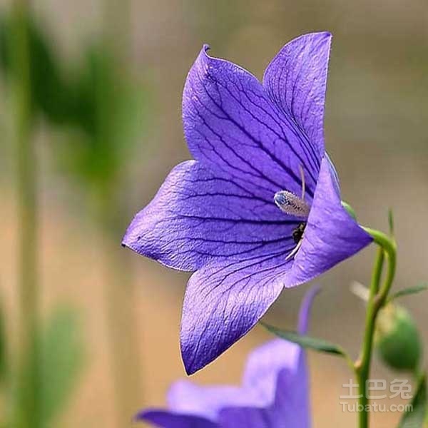 小兔讲解_铃铛花的花语