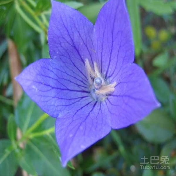 小兔讲解_铃铛花的花语