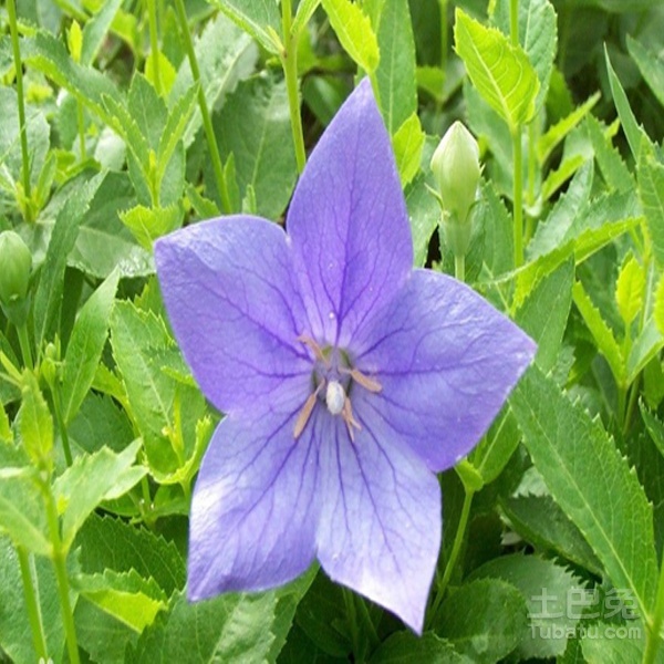 小兔讲解_铃铛花的花语