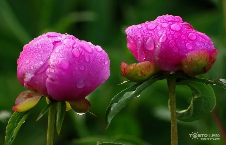 芍药花语是什么