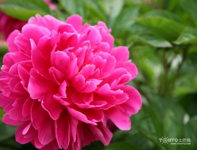 芍药花语是什么