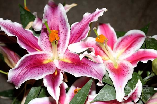 香水百合花语大全 香水百合的传说