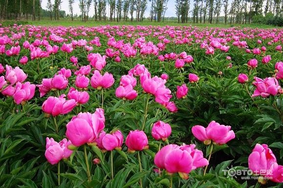 芍药花语是什么