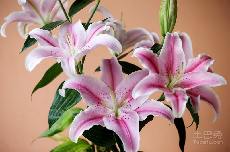 香水百合花语大全 香水百合的传说
