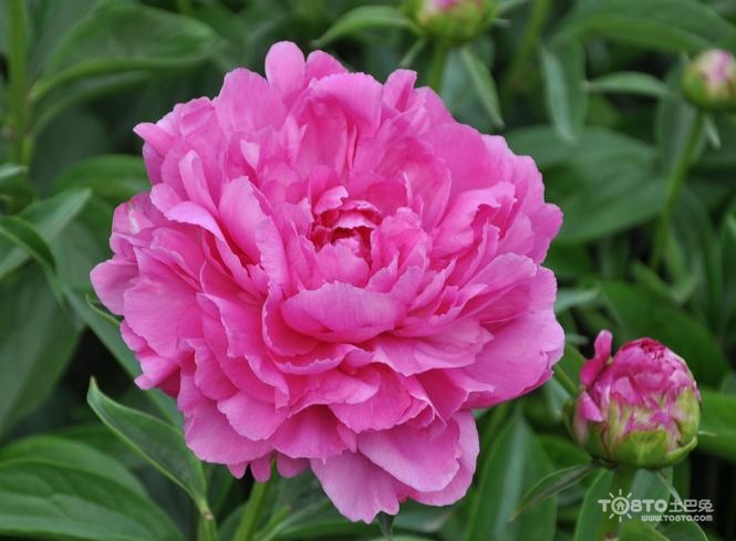 芍药花语是什么