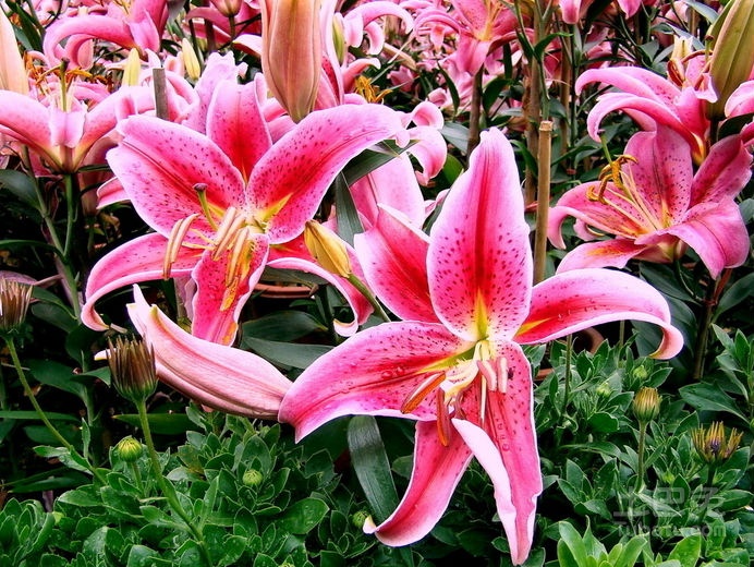 香水百合花语大全 香水百合的传说