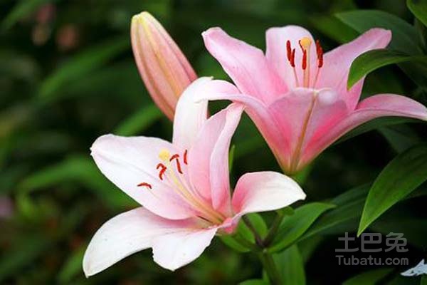 香水百合花语大全 香水百合的传说