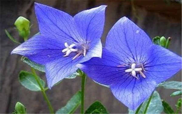 桔梗花的花语 怎么养桔梗花