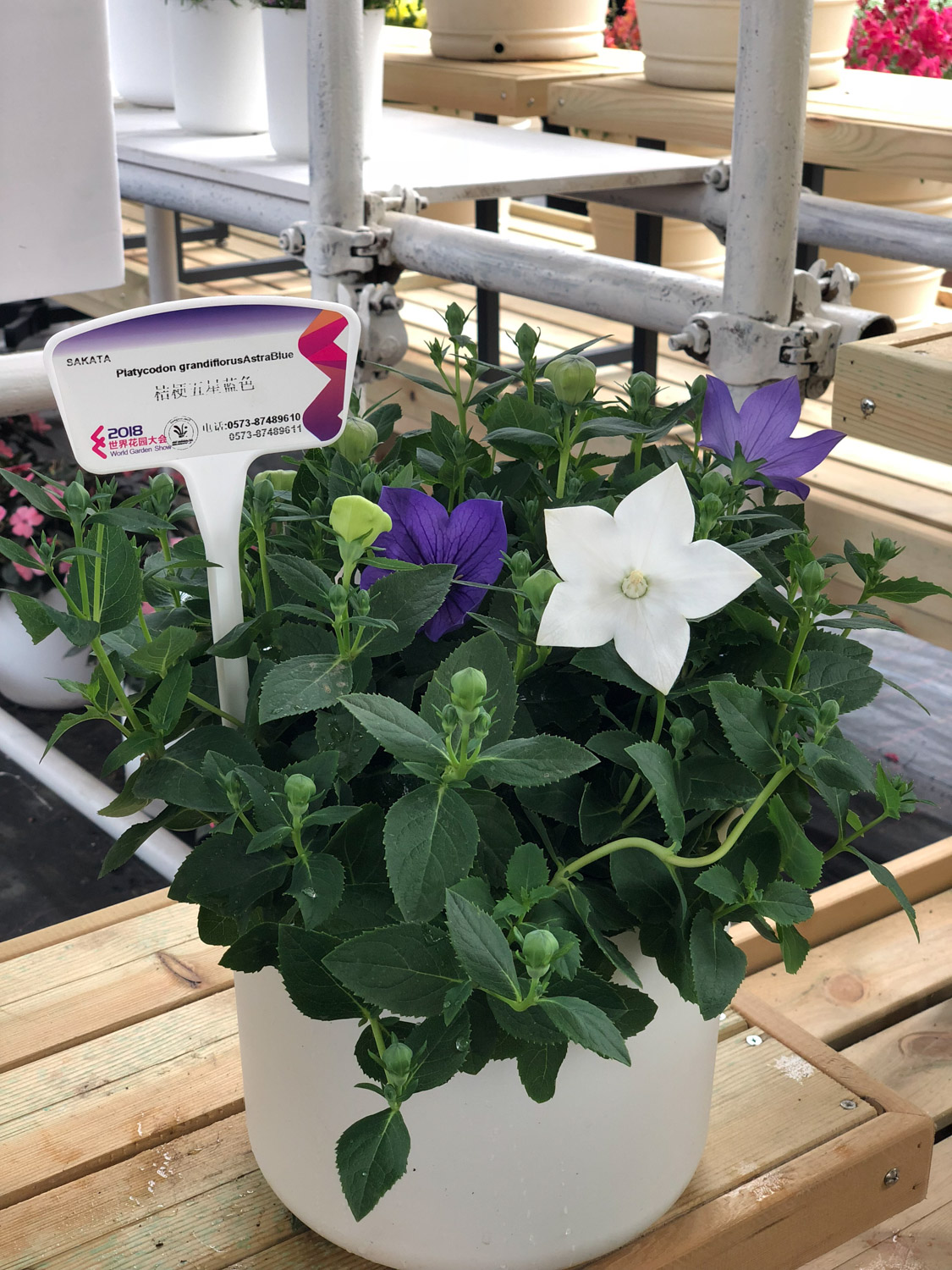 桔梗花的花语：不同颜色花语不一样吗？
