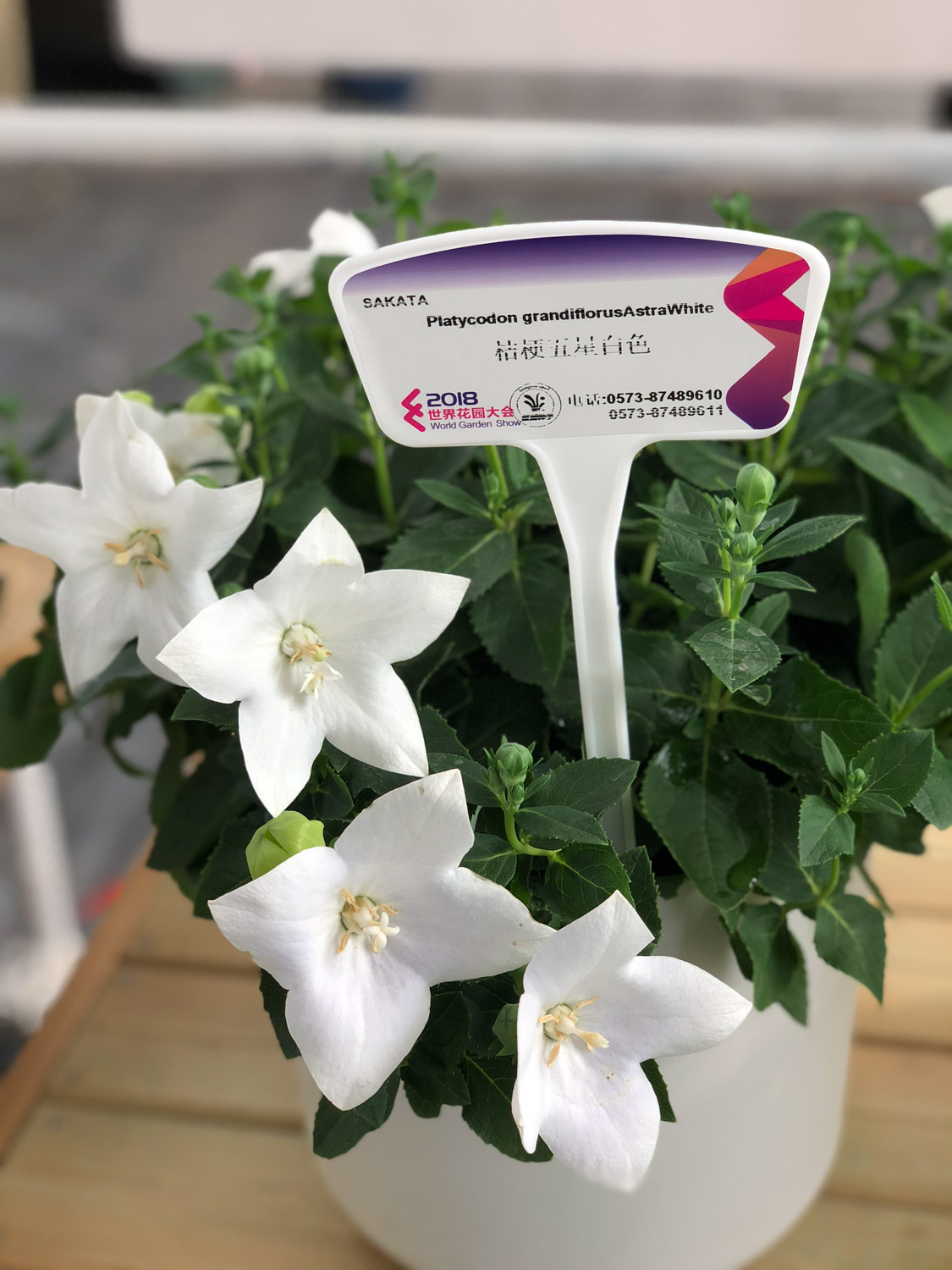 桔梗花的花语：不同颜色花语不一样吗？