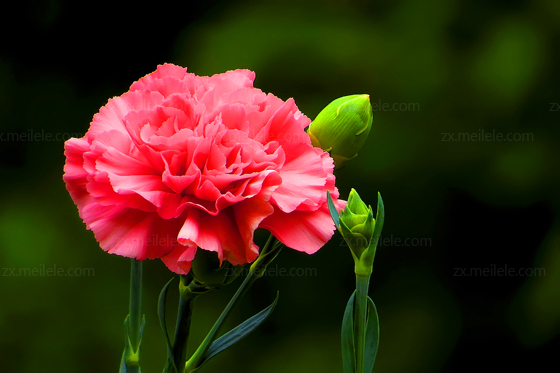 ❁ 母亲节鲜花大盘底