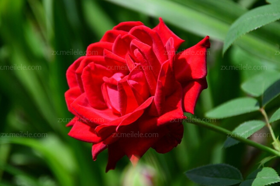 ❁ 母亲节鲜花大盘底