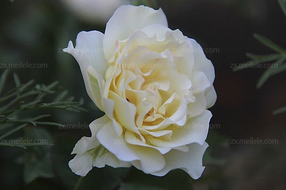 白色玫瑰花语是什么