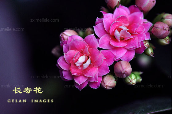 长寿花花语是什么,长寿花图片大全