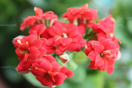 长寿花花语是什么,长寿花图片大全