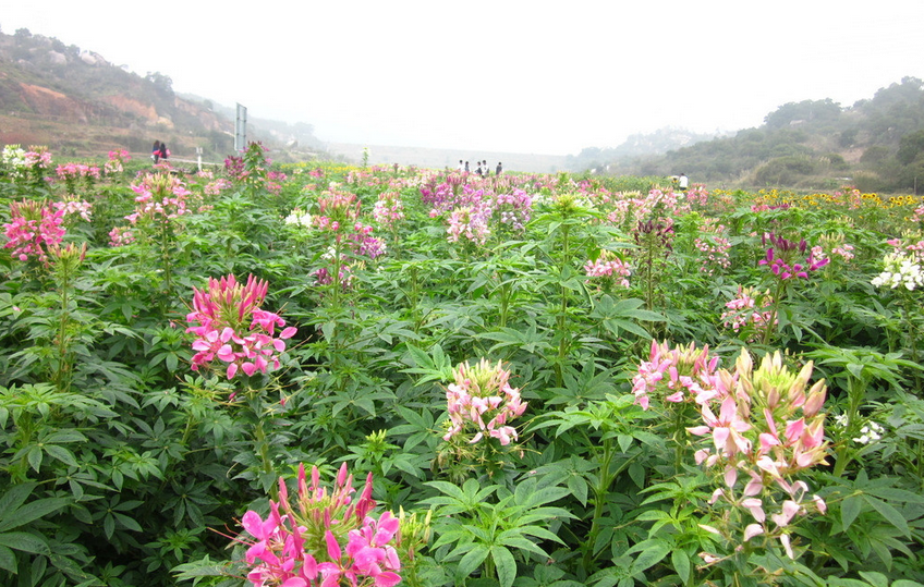 醉蝶花介绍 醉蝶花的花语知识详解