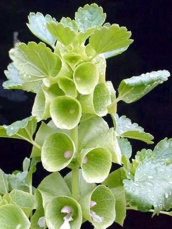 贝壳花是一种什么花卉植物？贝壳花的花期、别名及简介