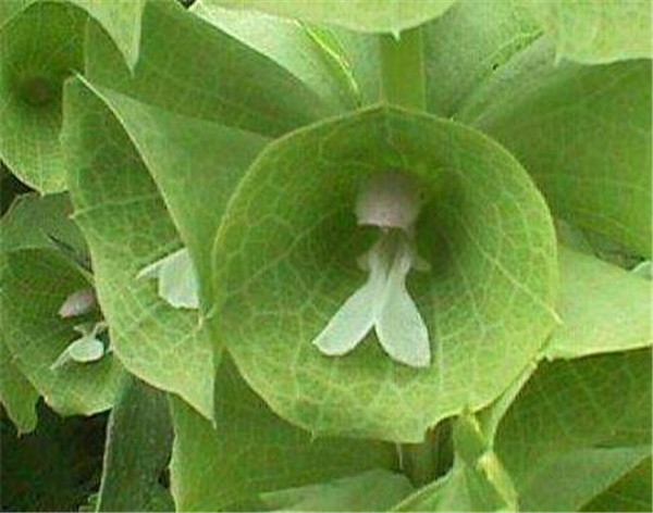 贝壳花花语是什么 贝壳花养殖方法