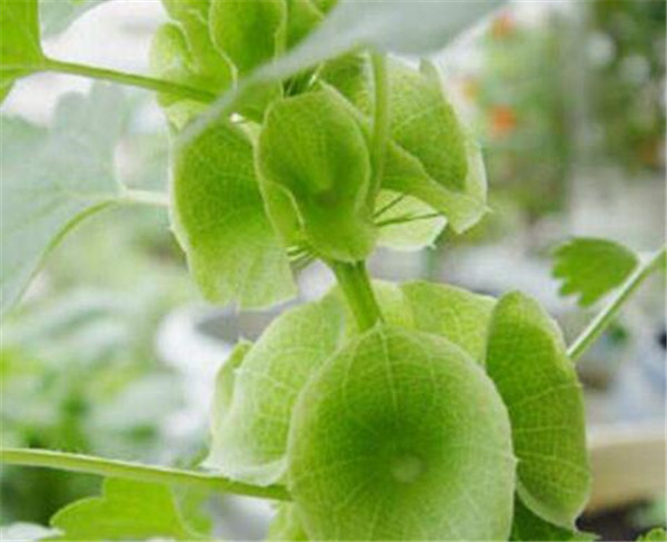 贝壳花花语是什么 贝壳花养殖方法